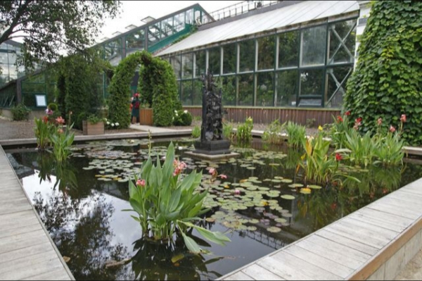 Сенсация в Аптекарском огороде: Орхидея-вампир вновь проснулась!